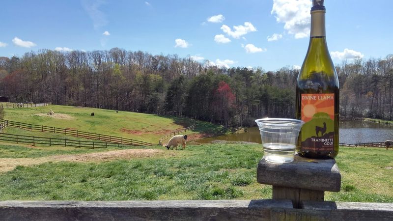 A winery and llama farm in one unforgettable stop