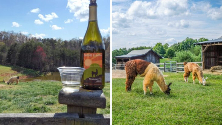 A Llama Vineyard in North Carolina Lets You Walk the Largest Llama Herd in the Southeast Through 91 Acres