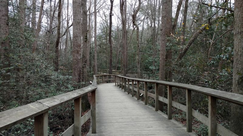 The Wetland Boardwalk