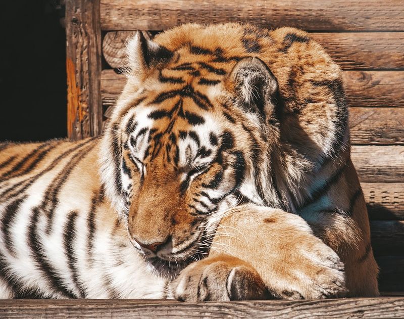 Meet the Residents: Tigers, Lions, and Leopards
