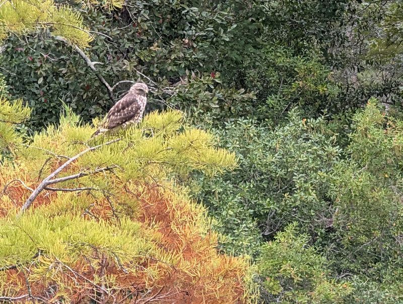 Wildlife You Can Actually See