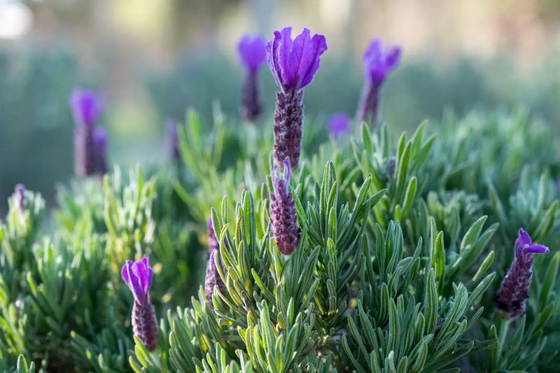 Seasonal Blooms And The Best Time To Visit