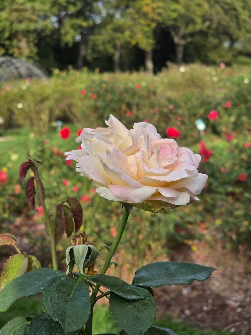 A Garden with Deep Roots in Columbus History