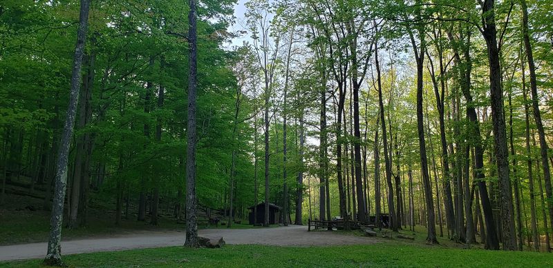 Picnic Areas Beneath the Trees