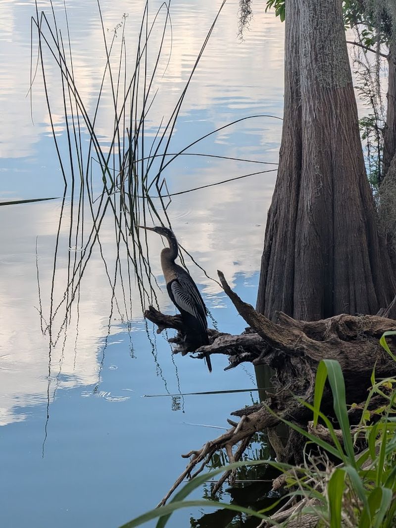 Visitor Info and Tips for Your Trip