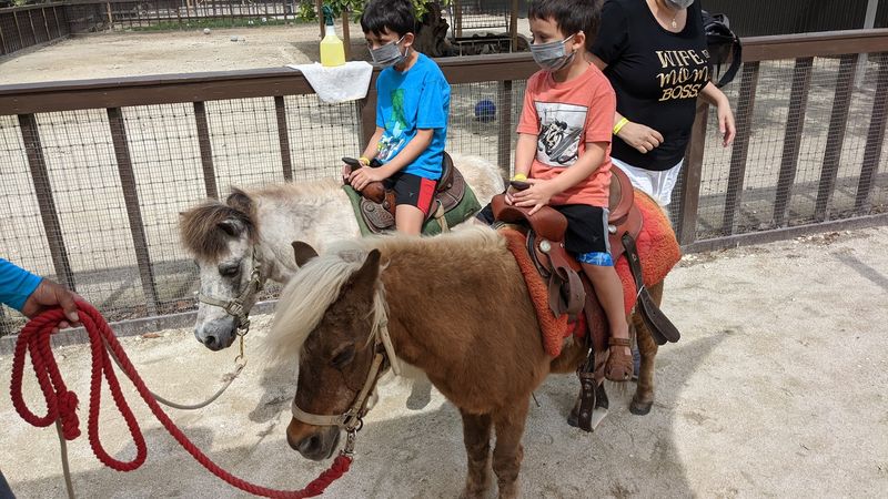 Pony Rides for Little Riders