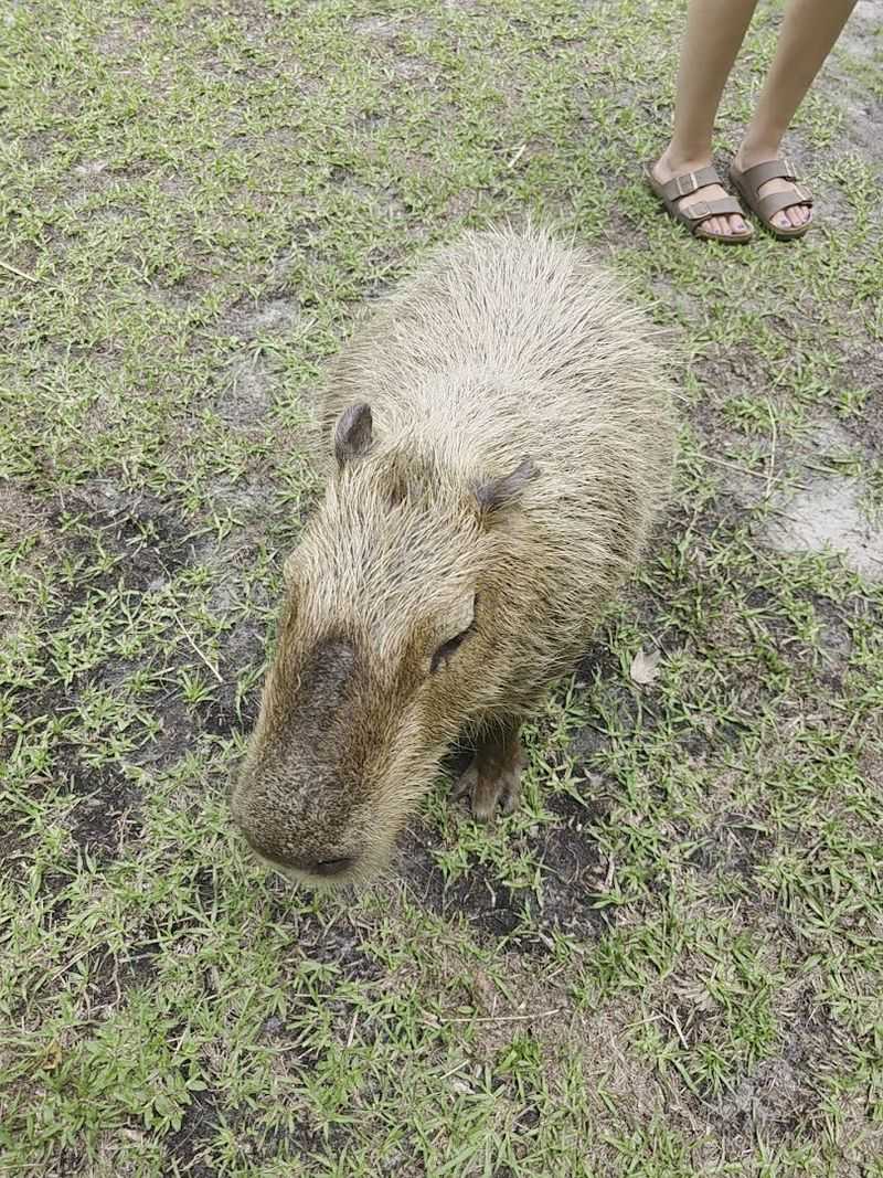 Capybara Encounters That Steal the Whole Afternoon