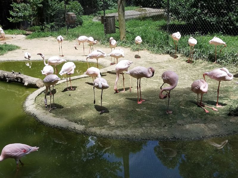 The Continentally Themed Aviaries