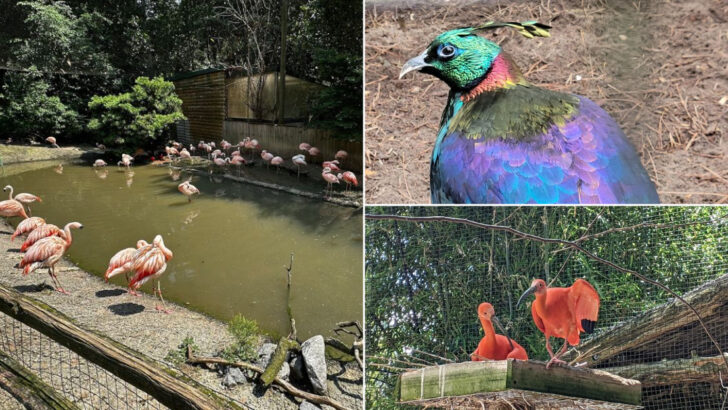 A Quiet Road in Eastern North Carolina Is Home to Over 2,000 Rare Birds From Every Continent on Earth