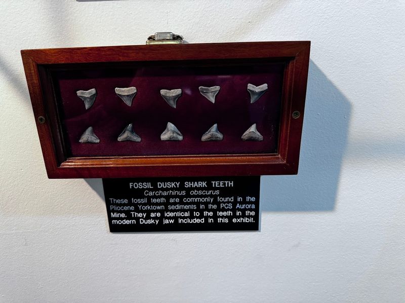 Visitor Info and Tips: What to Know Before You Go