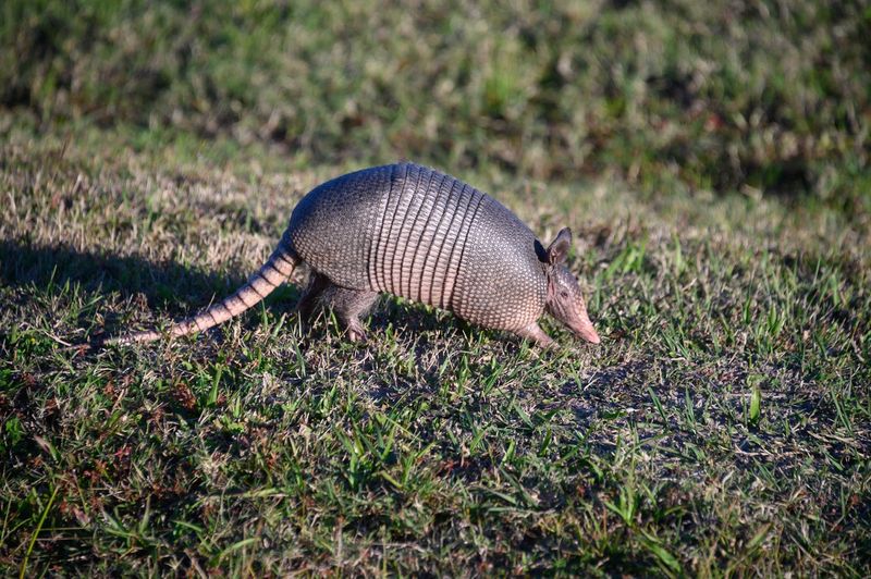 Wildlife Encounters From Birds to Marine Life