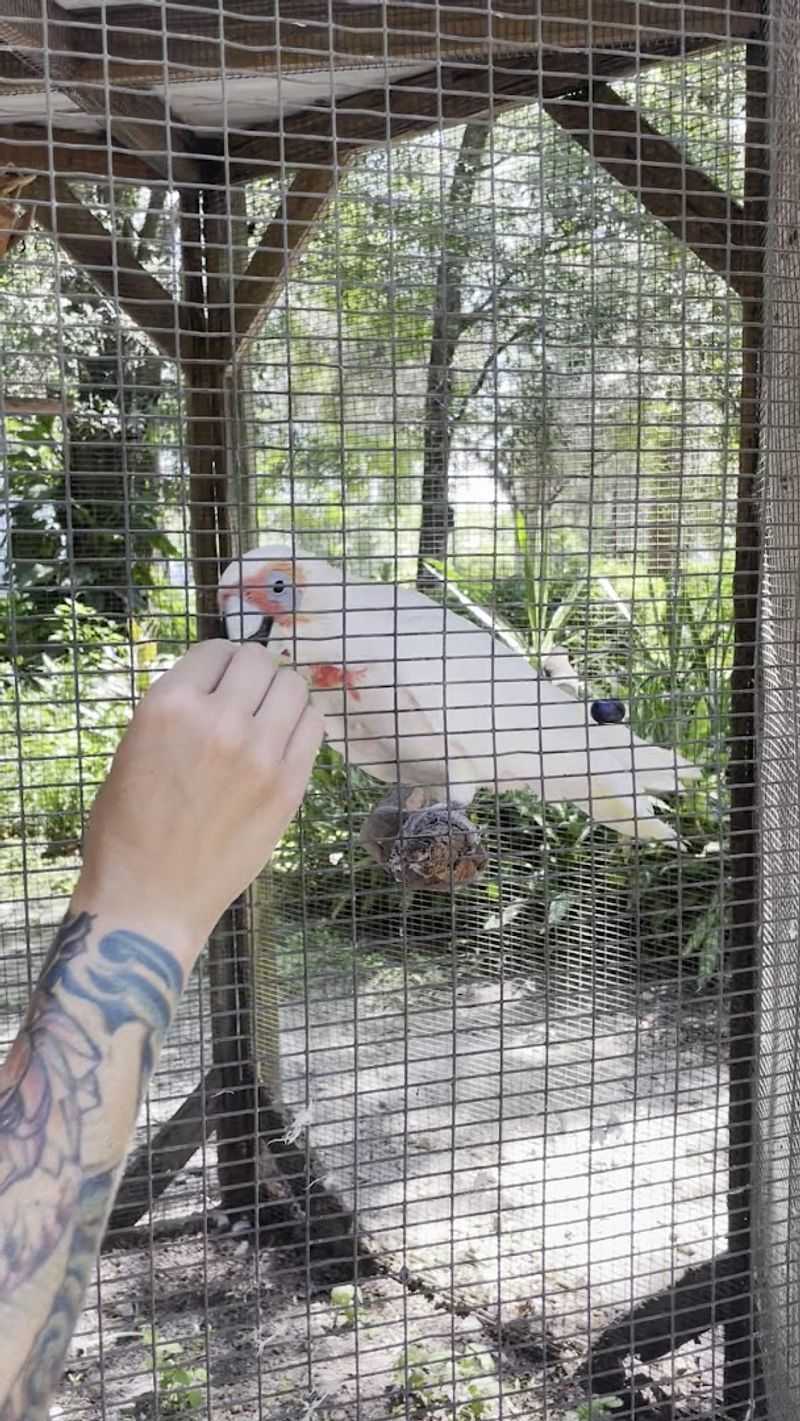 Hand-Feeding Parrots in a Controlled Aviary Setting