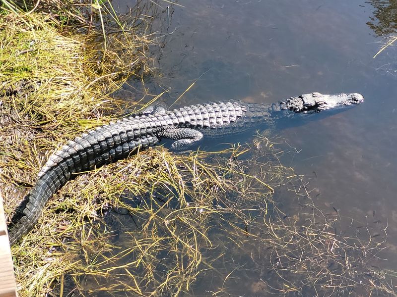 Wildlife From Panthers to Alligators