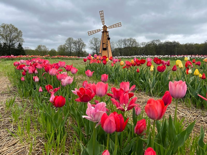 Tulip Rows That Slow You Down