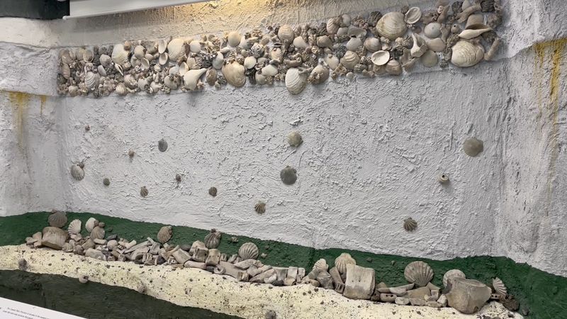 Fossils from a Working Phosphate Mine