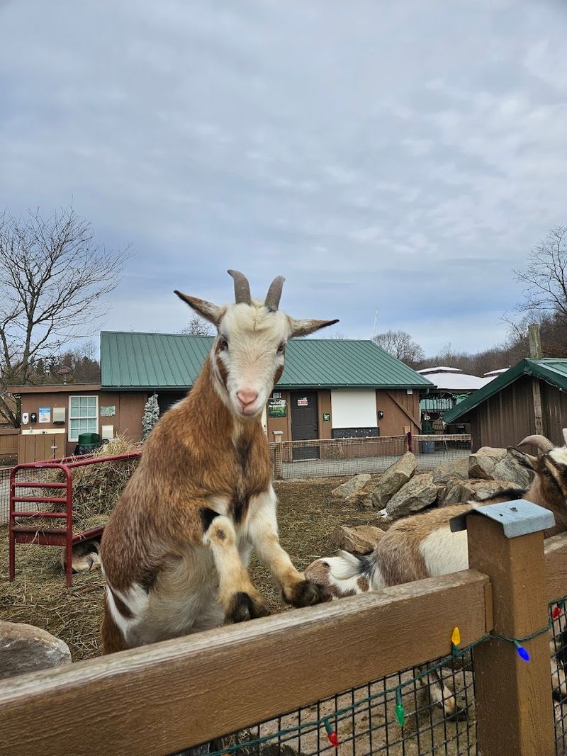 The Beloved Petting Zoo Area