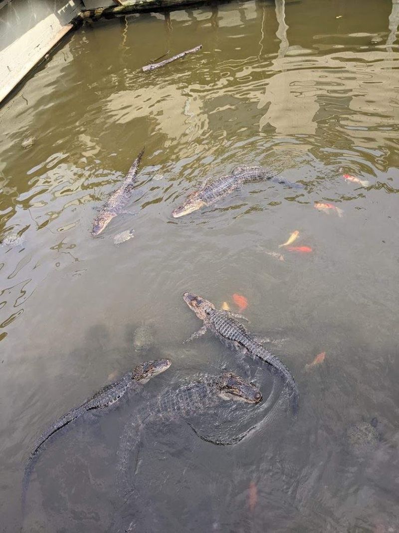 Feed the Animals — Even the Alligators