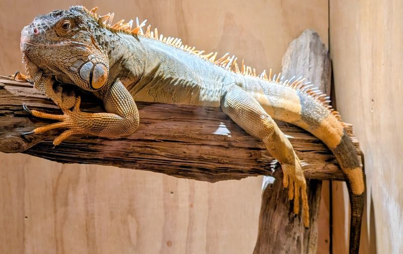 A Mini-Zoo That's Big on Personality