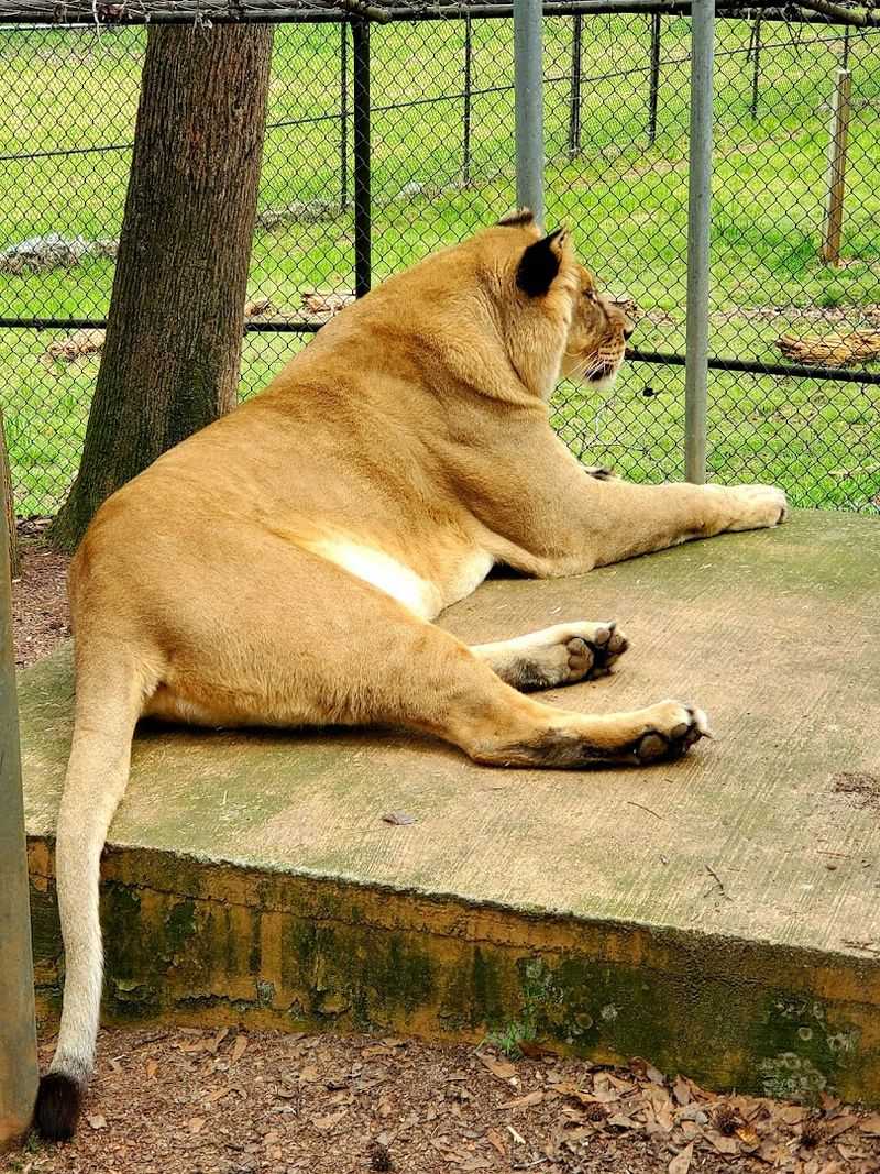 Every Animal Here Has a Second-Chance Story