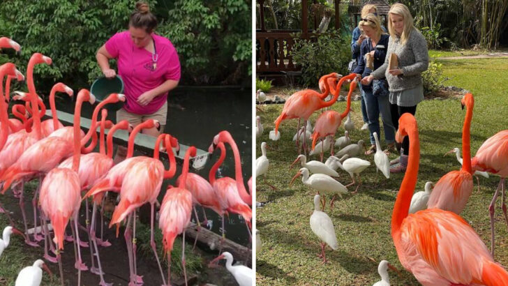 A Sarasota Florida Garden Has Been Letting Visitors Walk Among Free-Roaming Flamingos Since 1939