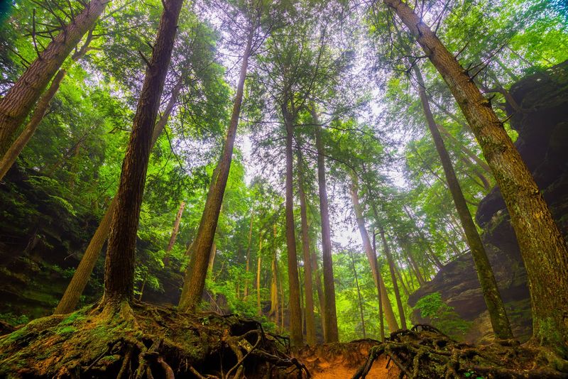 Towering Hemlocks and Lush Forest Canopy