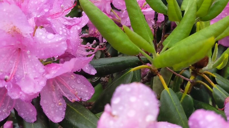 Each Flower Is More Intricate Than It Looks