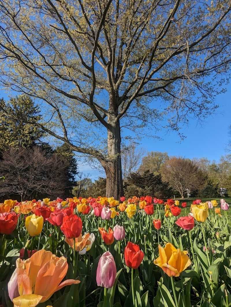 Historical Roots &mdash; The Legacy of Grace and Mary Innis