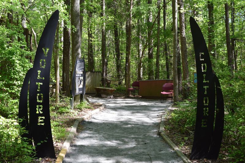 The Shaded Forest Trail