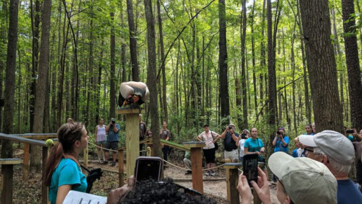 A Shaded Trail Through 57 Acres of North Carolina Forest Winds Past Rescued Eagles, Owls, and Falcons