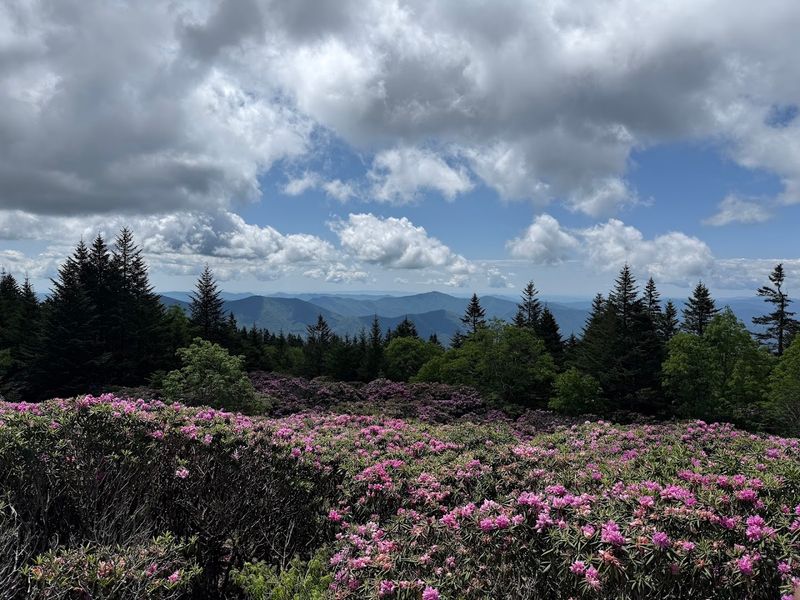 A Sea of Pink, Purple, and Magenta