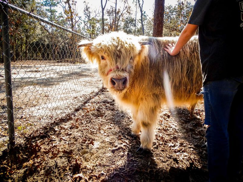 Meet the Highland Cows