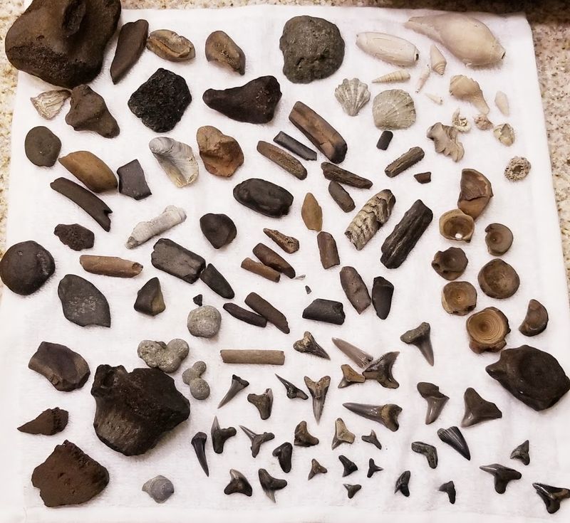 Fossils from an Ancient Ocean