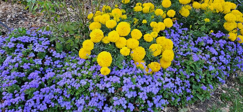 More Than Just Roses