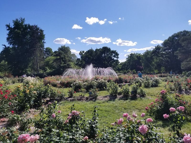 The Formal Rose Garden Steals the Show