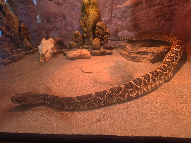 A Reptile Lover's Hidden Gem