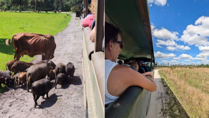 A Swamp Buggy Ride In Florida Takes You Through Cattle Country Where Florida&rsquo;s Old Ranching Spirit Still Lives On