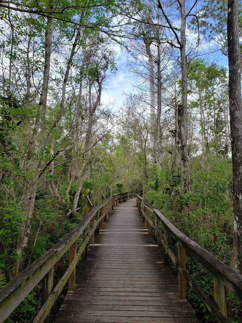 The Big Cypress Bend Boardwalk Experience