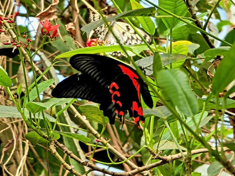 What Makes It Magical