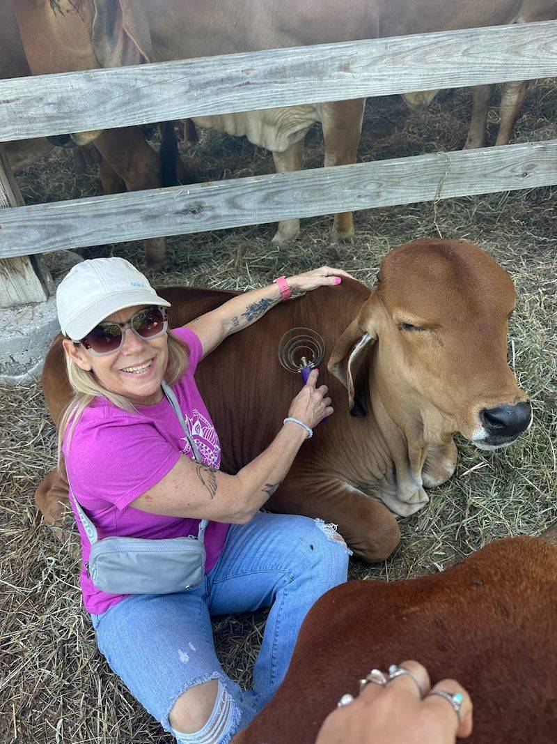 The Cow Cuddling Experience Itself