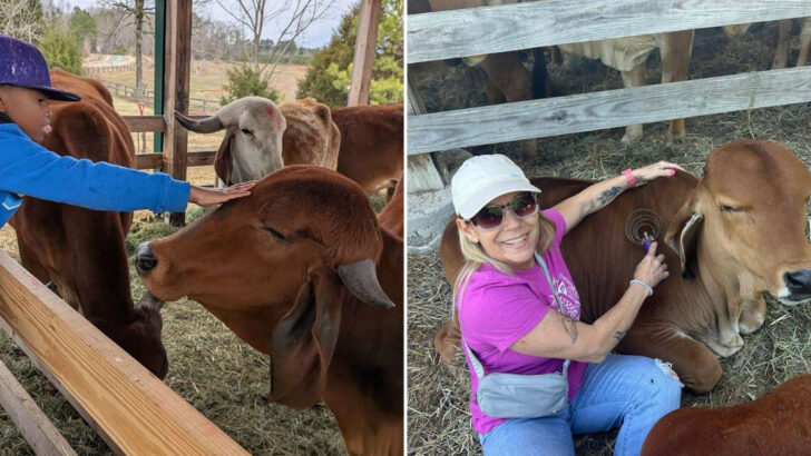 A Unique Cow Cuddling Tour In North Carolina Gives Visitors A Farm Day They Won&rsquo;t Forget