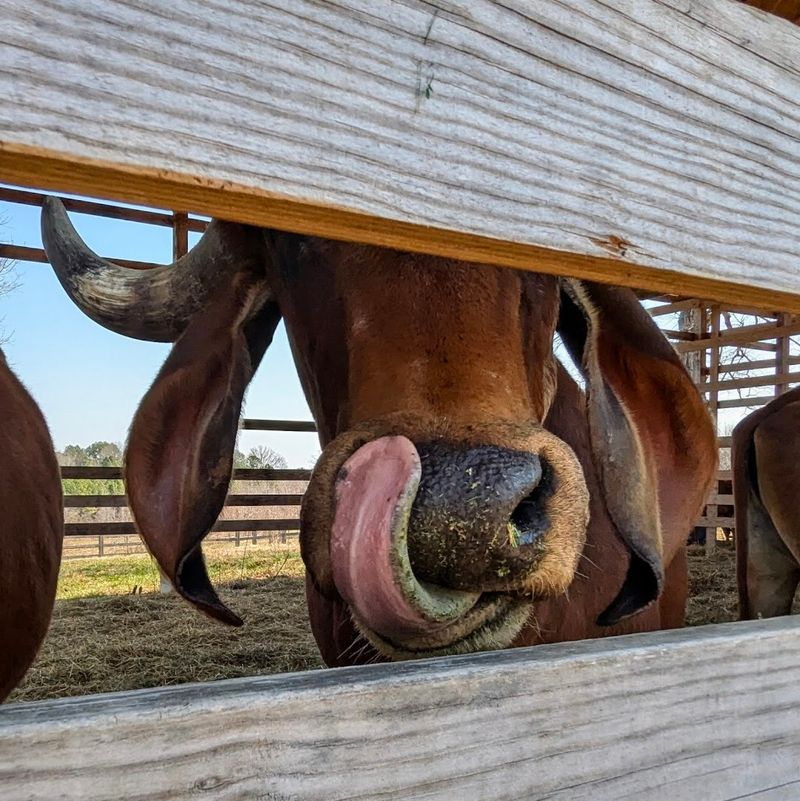 Supporting the Sanctuary Through Donations