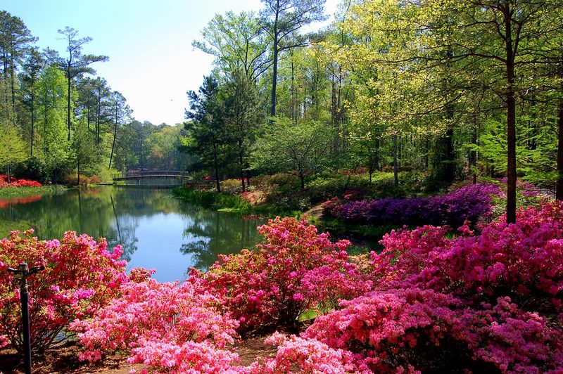One of the Largest Azalea Collections in North America
