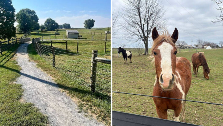 A Visit to This Pennsylvania Country Store Includes Meeting a Family of Miniature Horses