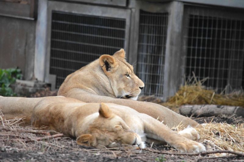 Iconic African Animals on Display