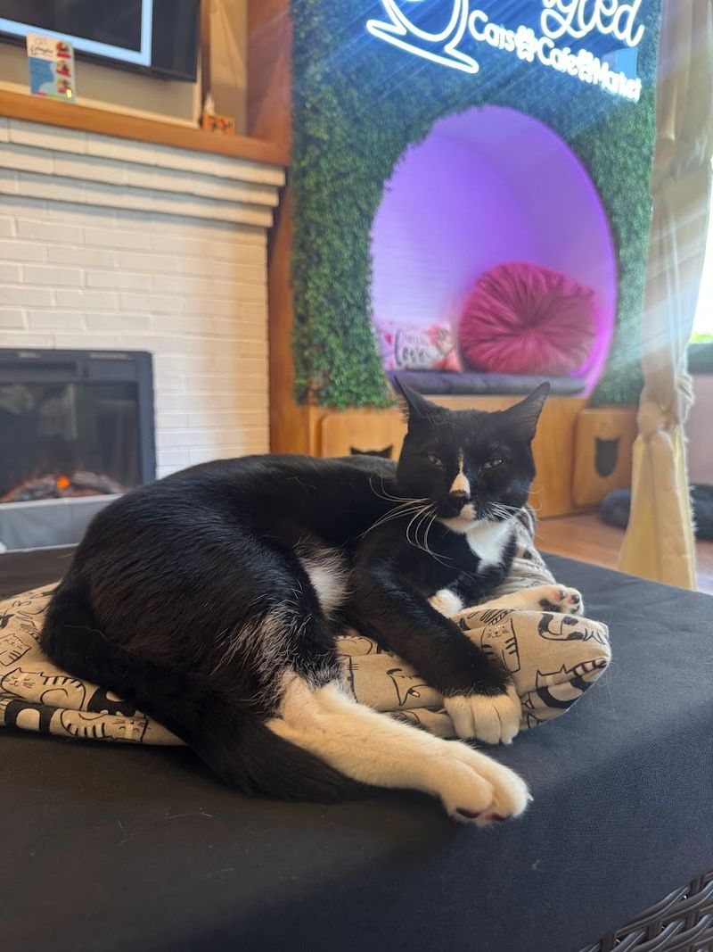 Meet the Cats: Adoptable Furry Friends