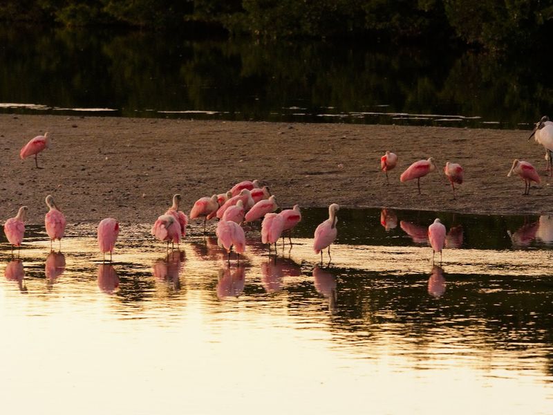 The Spectacular Roseate Spoonbill Sightings