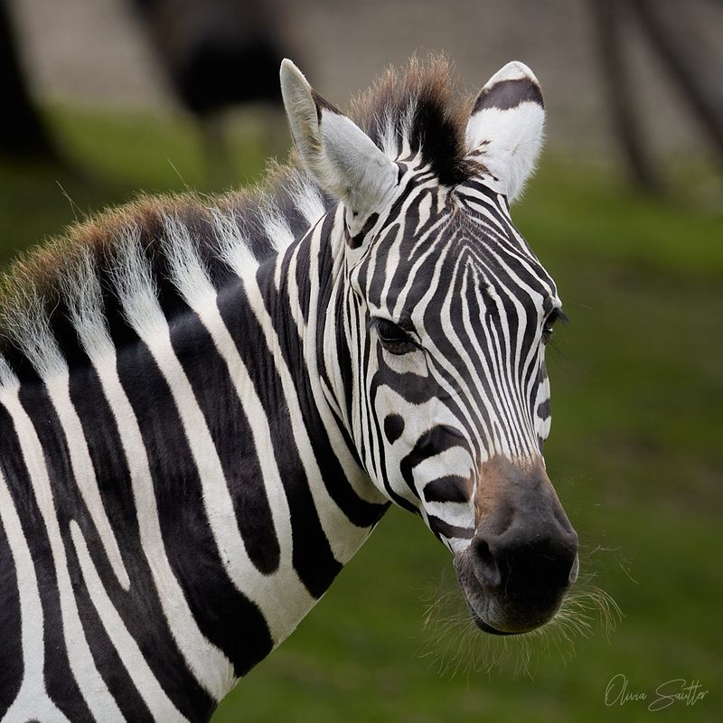 Home to 500+ Animals from Around the World