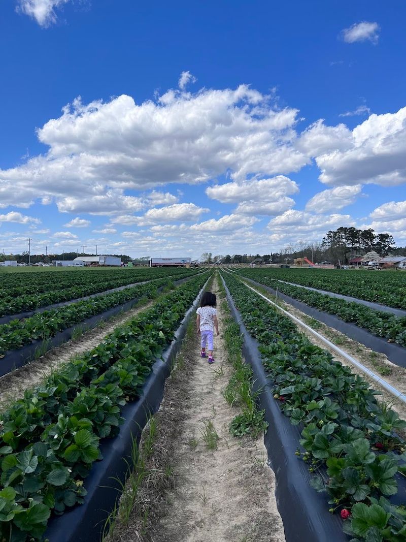 The Strawberry Fields: Where U-Pick Season Draws the Biggest Crowds