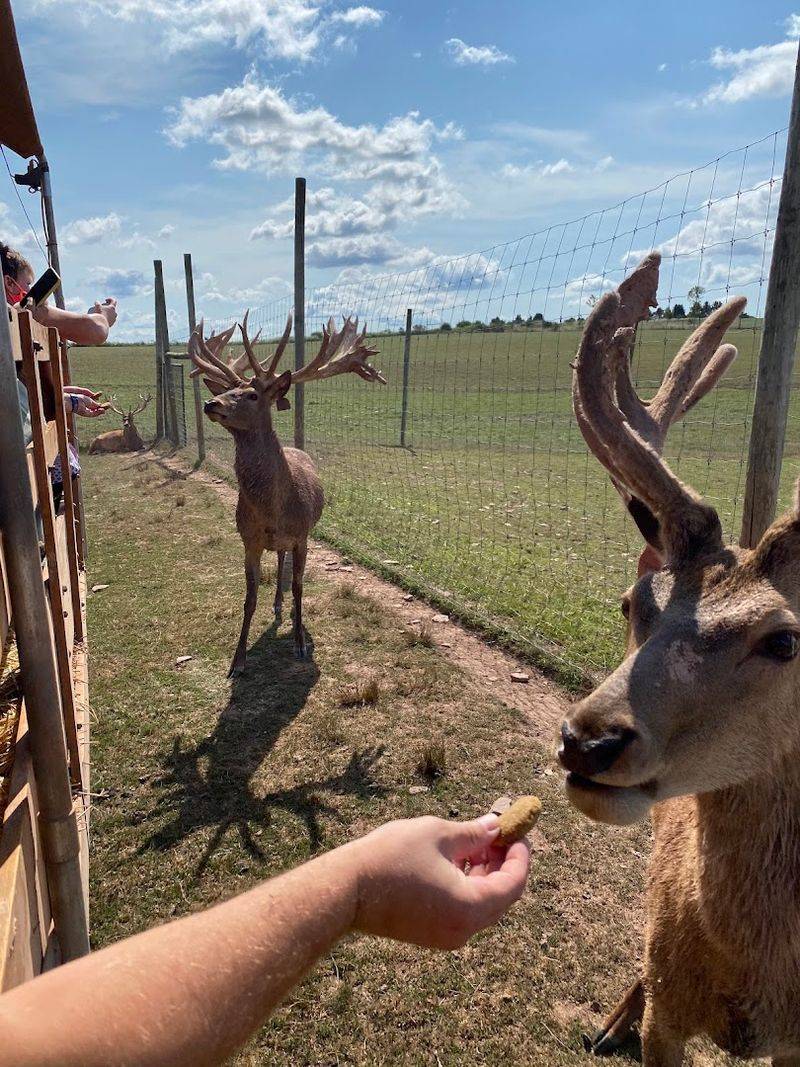Feed Buckets Are Worth Buying Extra