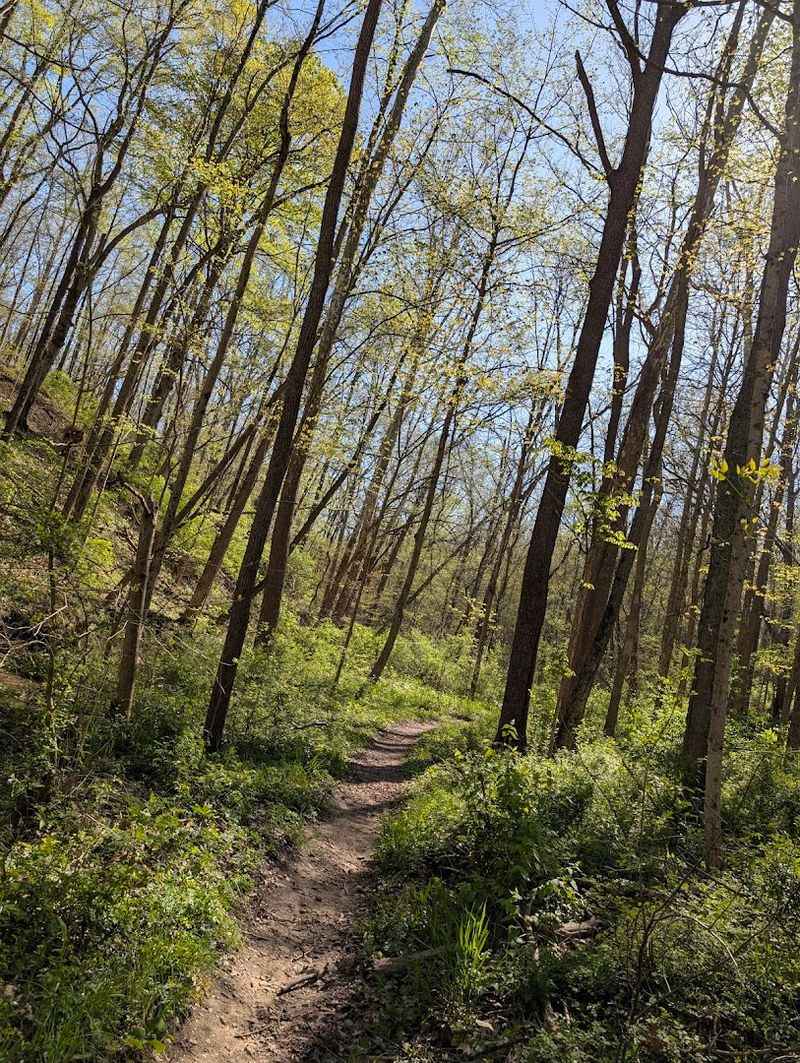 Miles of Quiet Forest Trails